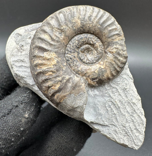 Grammoceras thoaurense Ammonite shell fossil with box and stand - Whitby, North Yorkshire, Yorkshire Fossils from the Jurassic Coast