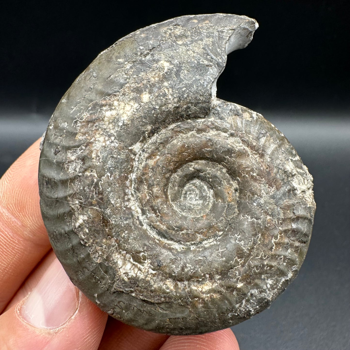 Hildoceras Bifrons Ammonite fossil with box and stand - Whitby, North Yorkshire Jurassic Coast, Yorkshire Fossils from the Jurassic Coast