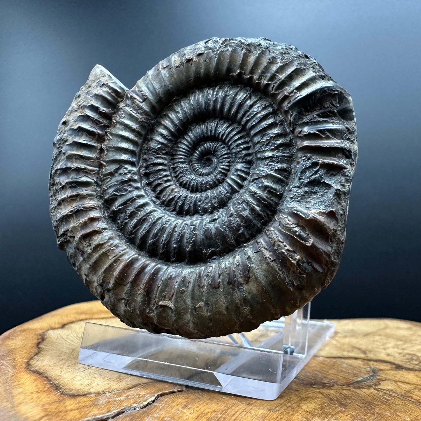 Dactylioceras Ammonite Fossil With box and Stand - Whitby, North Yorkshire Jurassic Coast Yorkshire Fossils