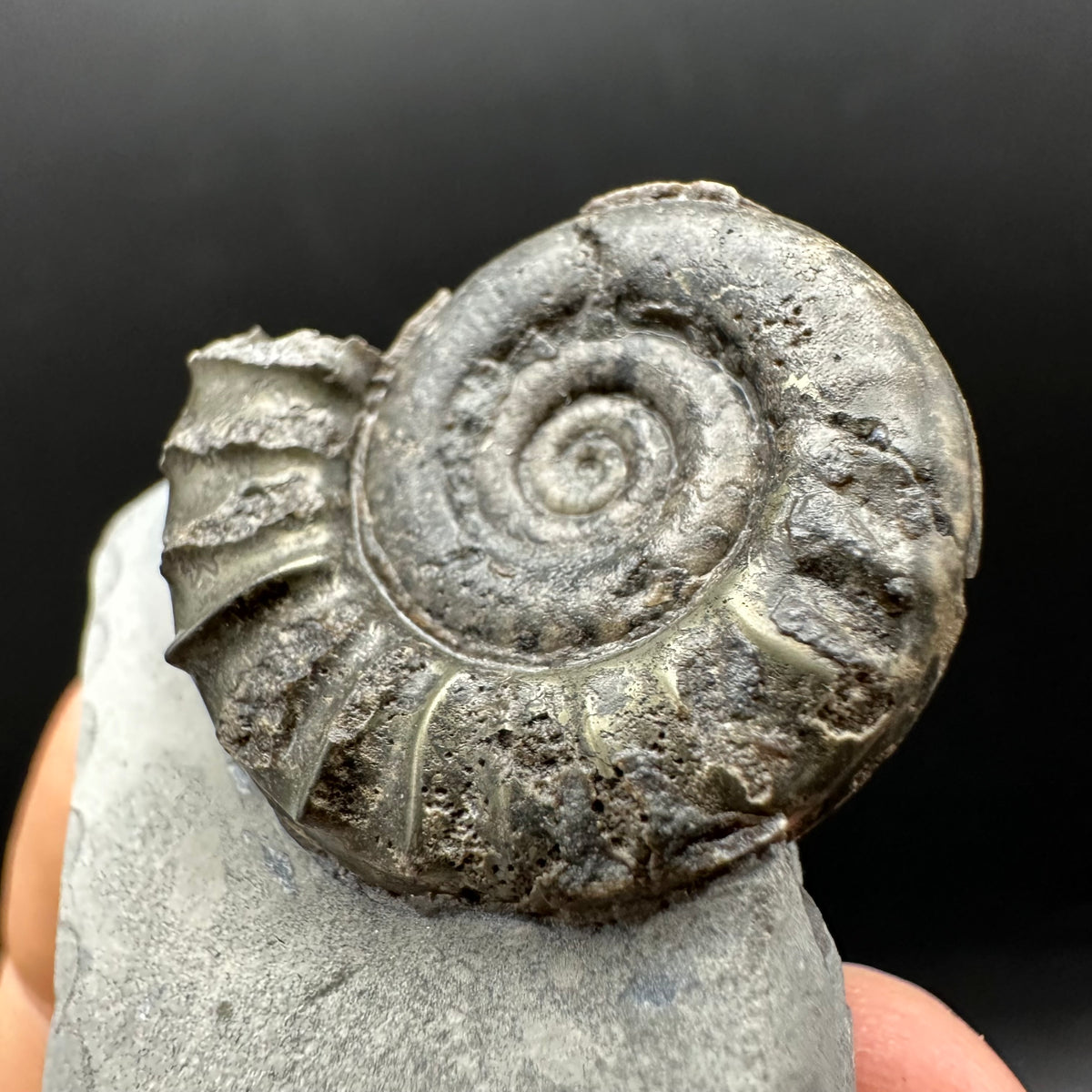 Arnioceras ammonite shell fossil with box and stand - Whitby, North Yorkshire Jurassic Coast Yorkshire Fossils