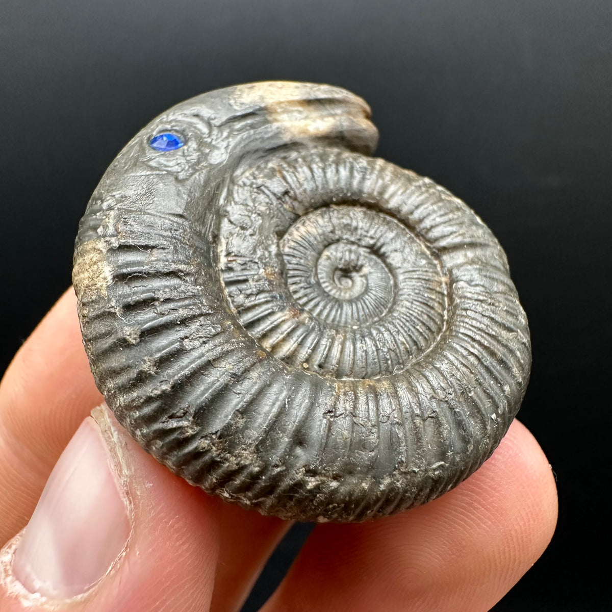 Snakestone Ammonite Fossil With Bag/Box And Stand - Whitby, North Yorkshire Jurassic Coast Yorkshire Fossils