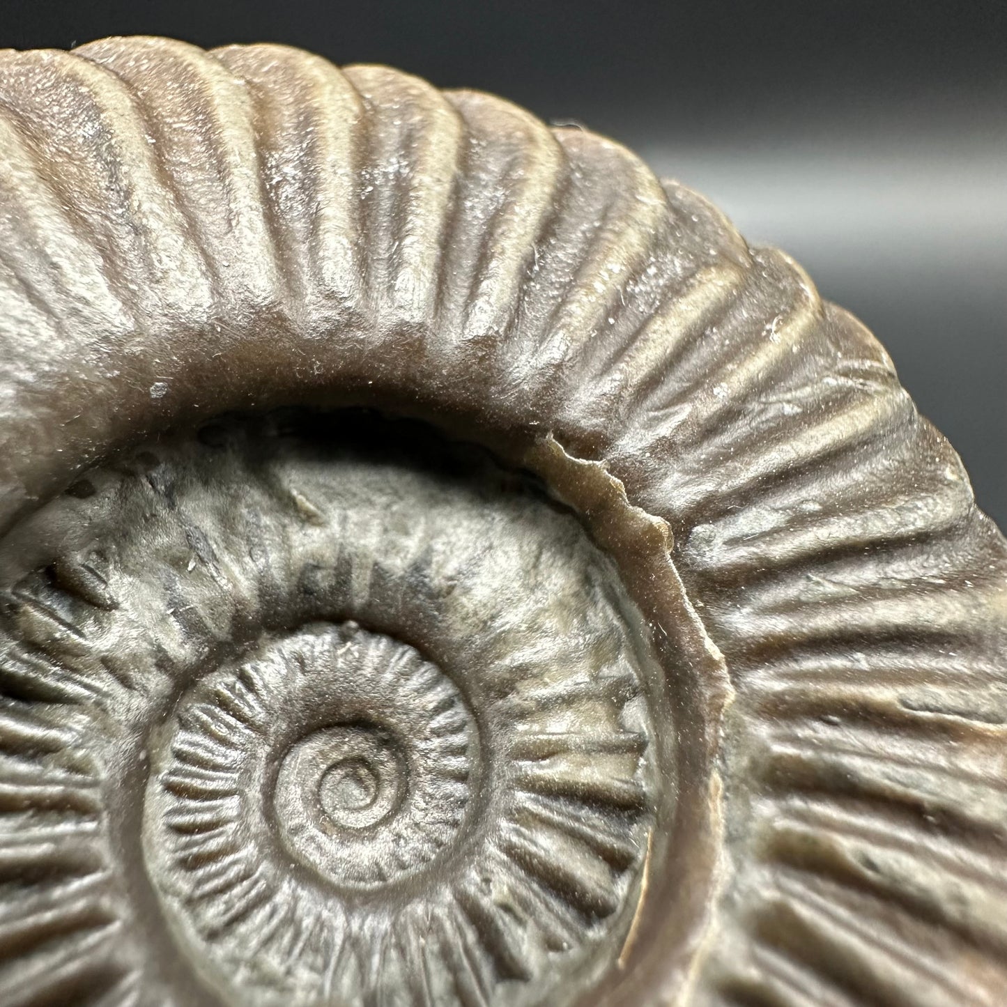 Schlothemia sp. ammonite fossil with box and stand - Whitby, North Yorkshire Jurassic Coast, Yorkshire fossils