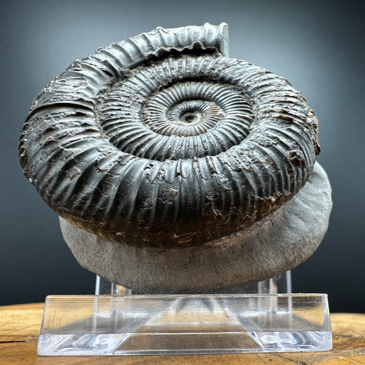 Dactylioceras Ammonite Fossil With box and Stand - Whitby, North Yorkshire Jurassic Coast Yorkshire Fossils