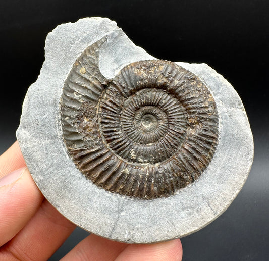 Dactylioceras Ammonite Fossil With Box And Stand - Whitby, North Yorkshire Jurassic Coast Yorkshire Fossils