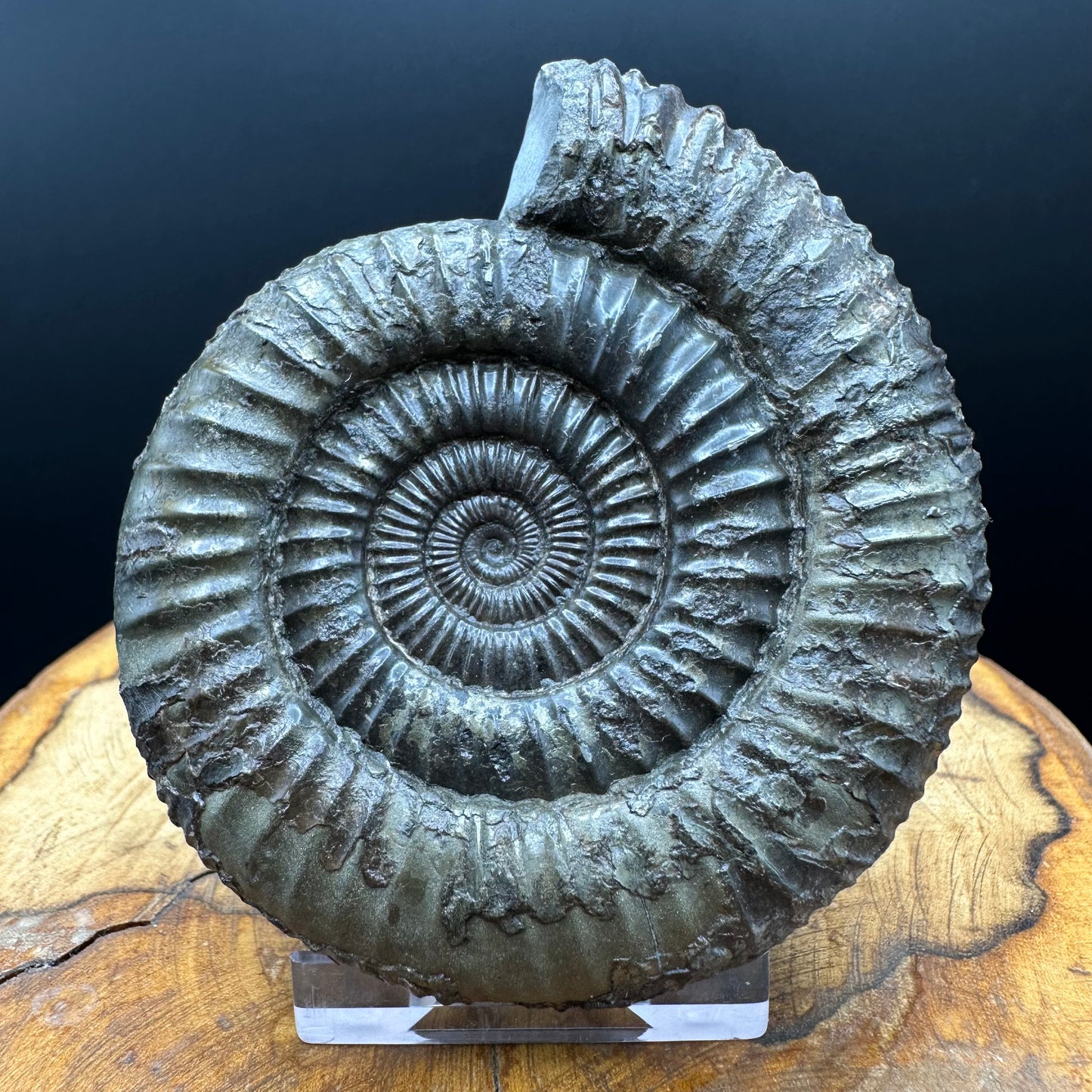 Dactylioceras Ammonite Fossil With box and Stand - Whitby, North Yorkshire Jurassic Coast Yorkshire Fossils