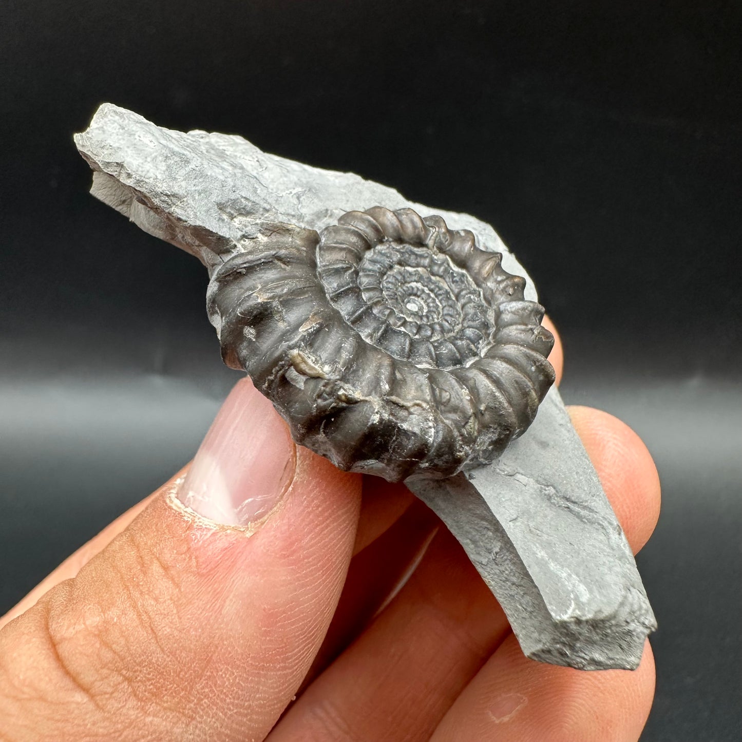 Gagaticeras Ammonite fossil with box and stand - Whitby, North Yorkshire Jurassic Coast Yorkshire Fossils