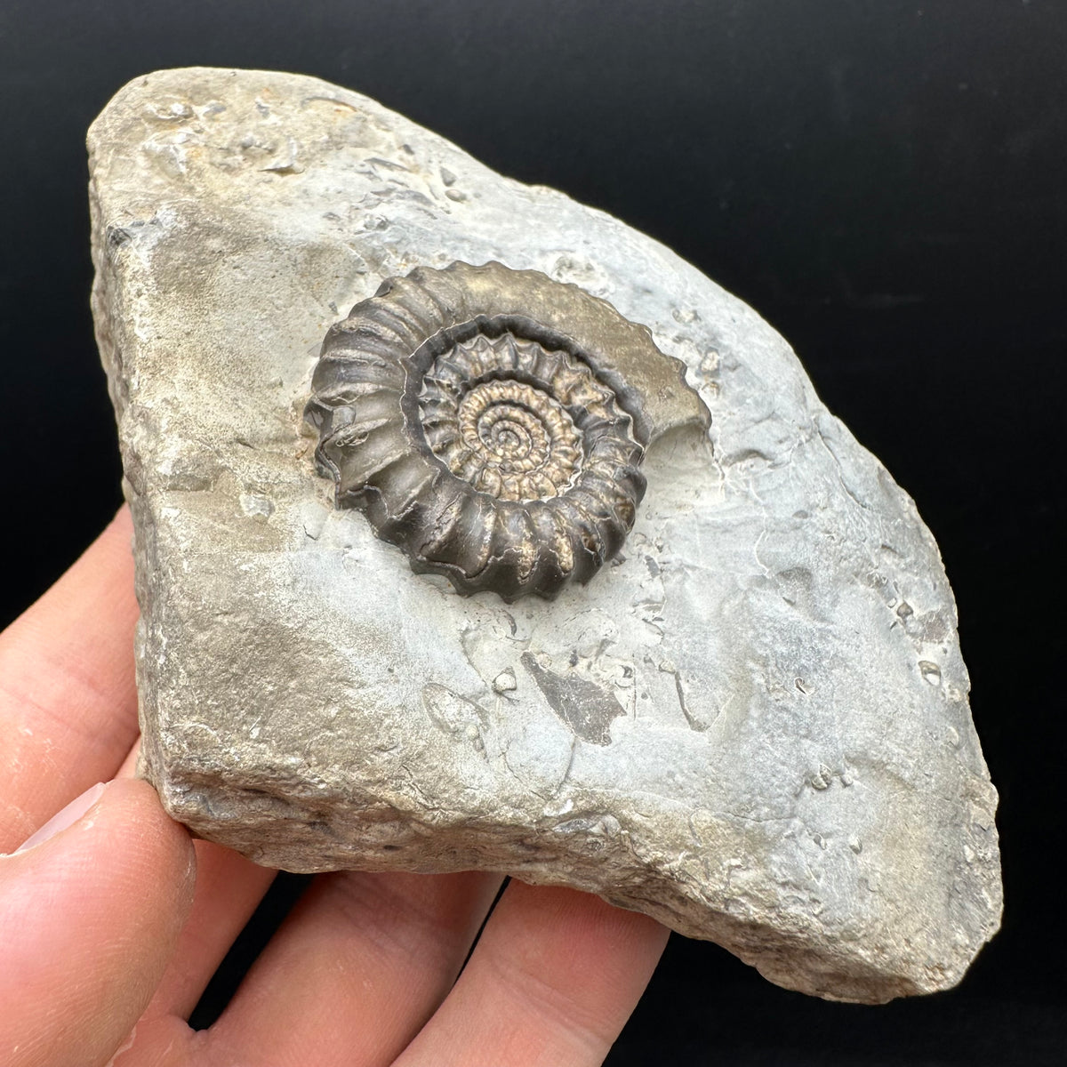 Gagaticeras Ammonite fossil with box and stand - Whitby, North Yorkshire Jurassic Coast Yorkshire Fossils