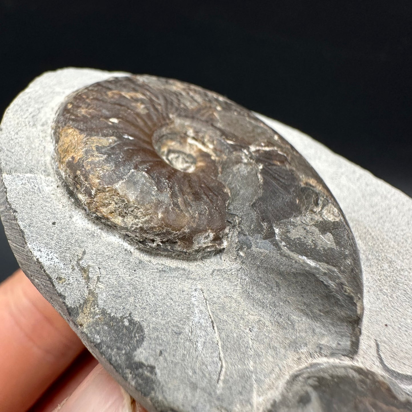 Eleganticeras Elegantulum Ammonite fossil with box and stand - Whitby, North Yorkshire Jurassic Coast, Yorkshire Fossils