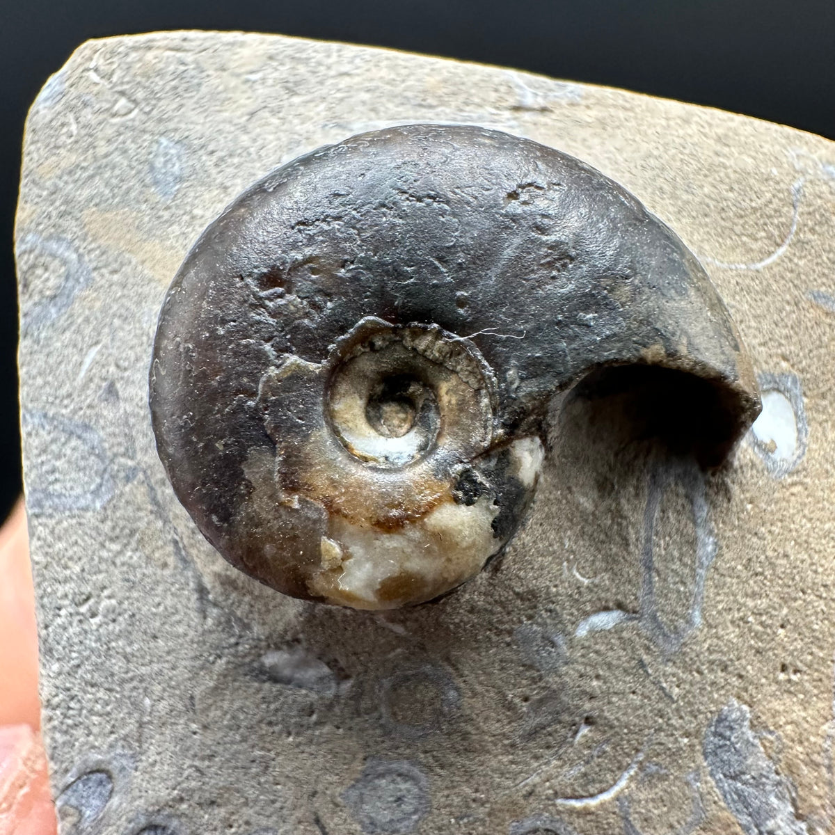 Amaltheus striatus ammonite fossil with box and stand - Whitby, North Yorkshire Jurassic Coast Yorkshire Fossils