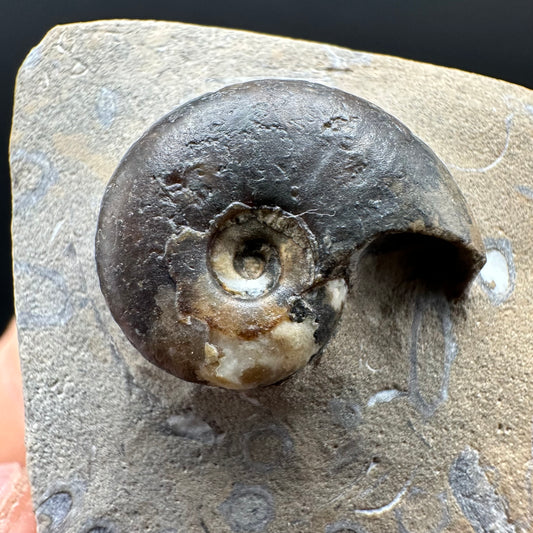 Amaltheus striatus ammonite fossil with box and stand - Whitby, North Yorkshire Jurassic Coast Yorkshire Fossils
