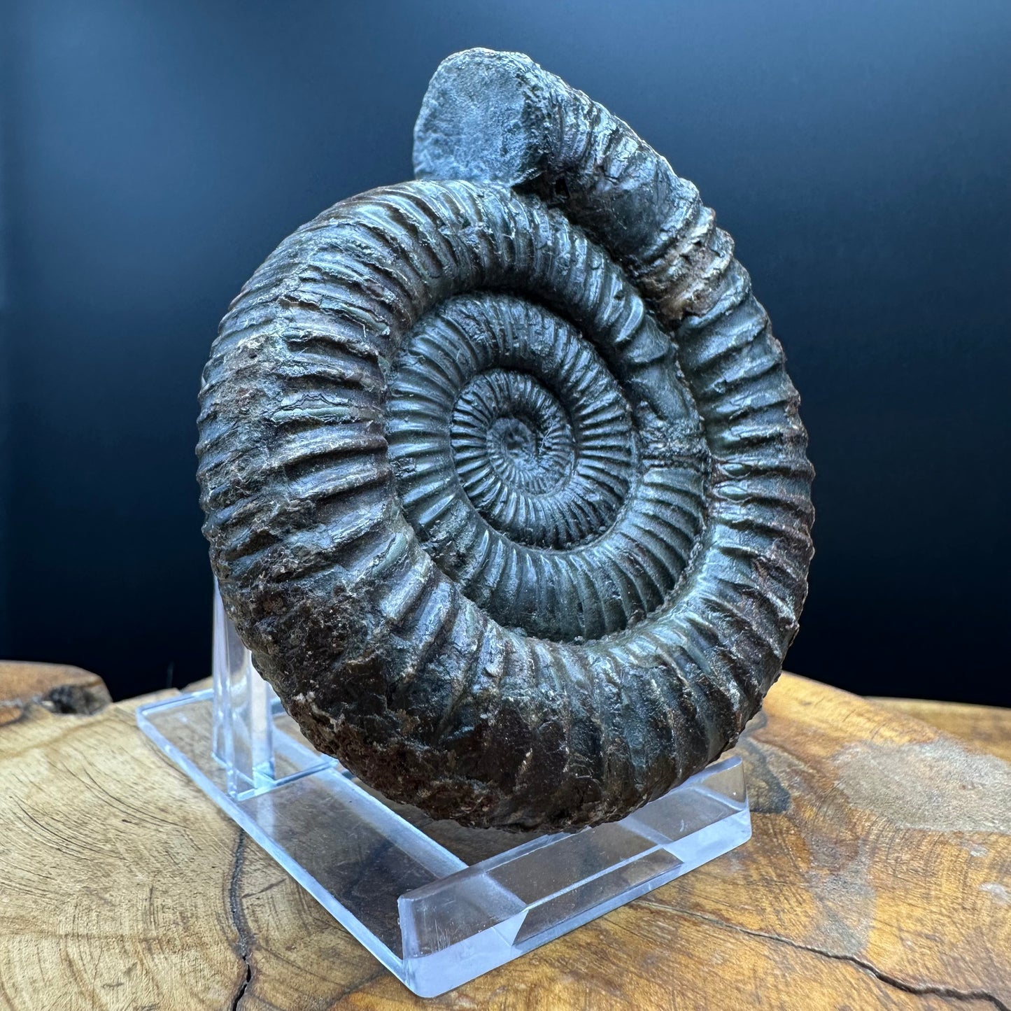 Dactylioceras Ammonite Fossil With box and Stand - Whitby, North Yorkshire Jurassic Coast Yorkshire Fossils