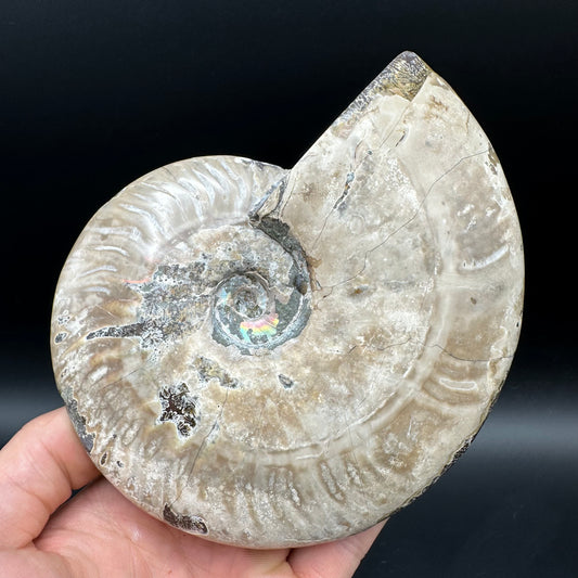 Cleoniceras Ammonite Fossil With Stand - Cretaceous Ammonite Madagascar