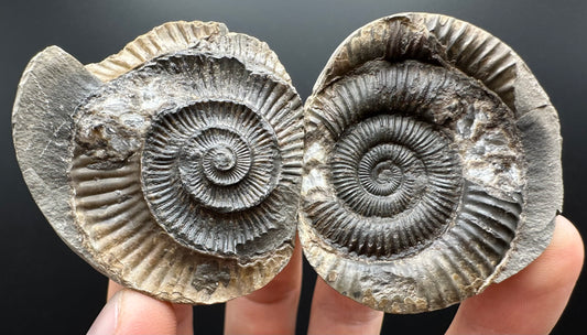 Dactylioceras Ammonite nodule (split pair) Fossil With Box And Stand - Whitby, North Yorkshire Jurassic Coast Yorkshire Fossils