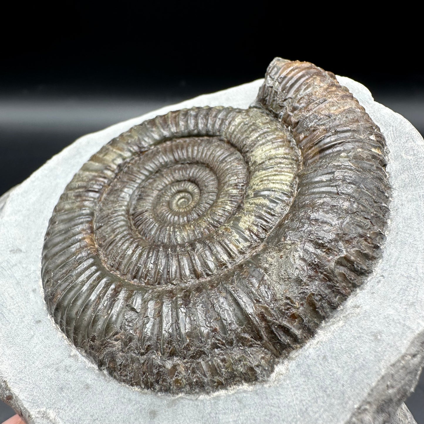 Dactylioceras Ammonite Fossil - Whitby, North Yorkshire Jurassic Coast Yorkshire Fossils