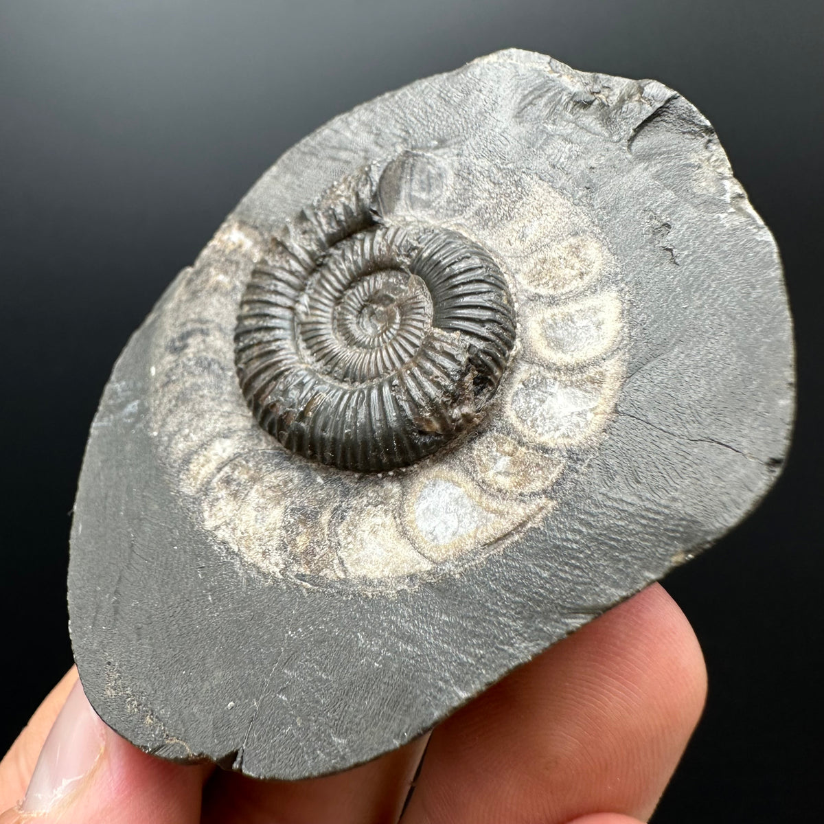 Dactylioceras Ammonite Fossil With box and Stand - Whitby, North Yorkshire Jurassic Coast Yorkshire Fossils