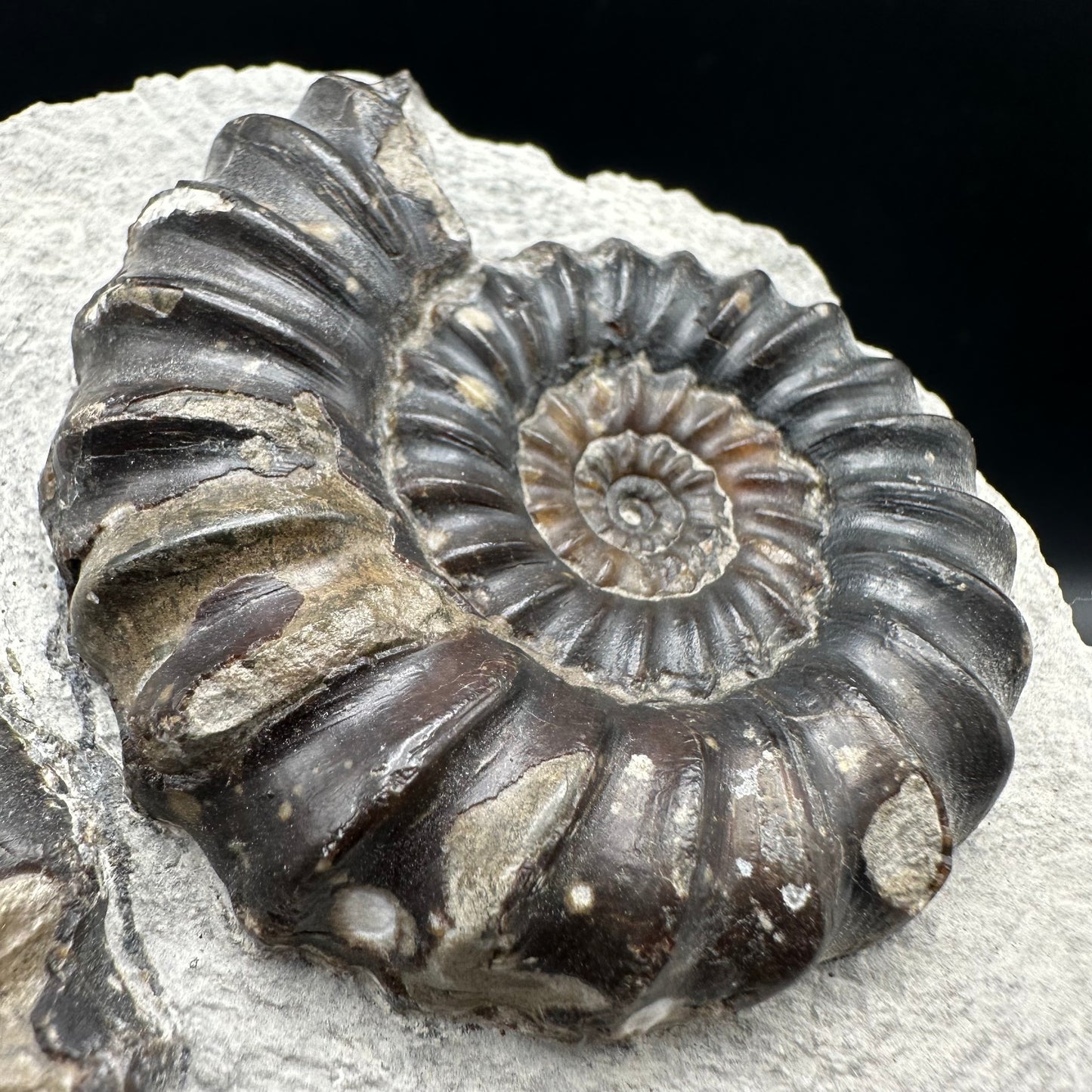 Androgynoceras maculatum Ammonite fossil with gift box and stand - Whitby, North Yorkshire Jurassic Coast Yorkshire Fossils