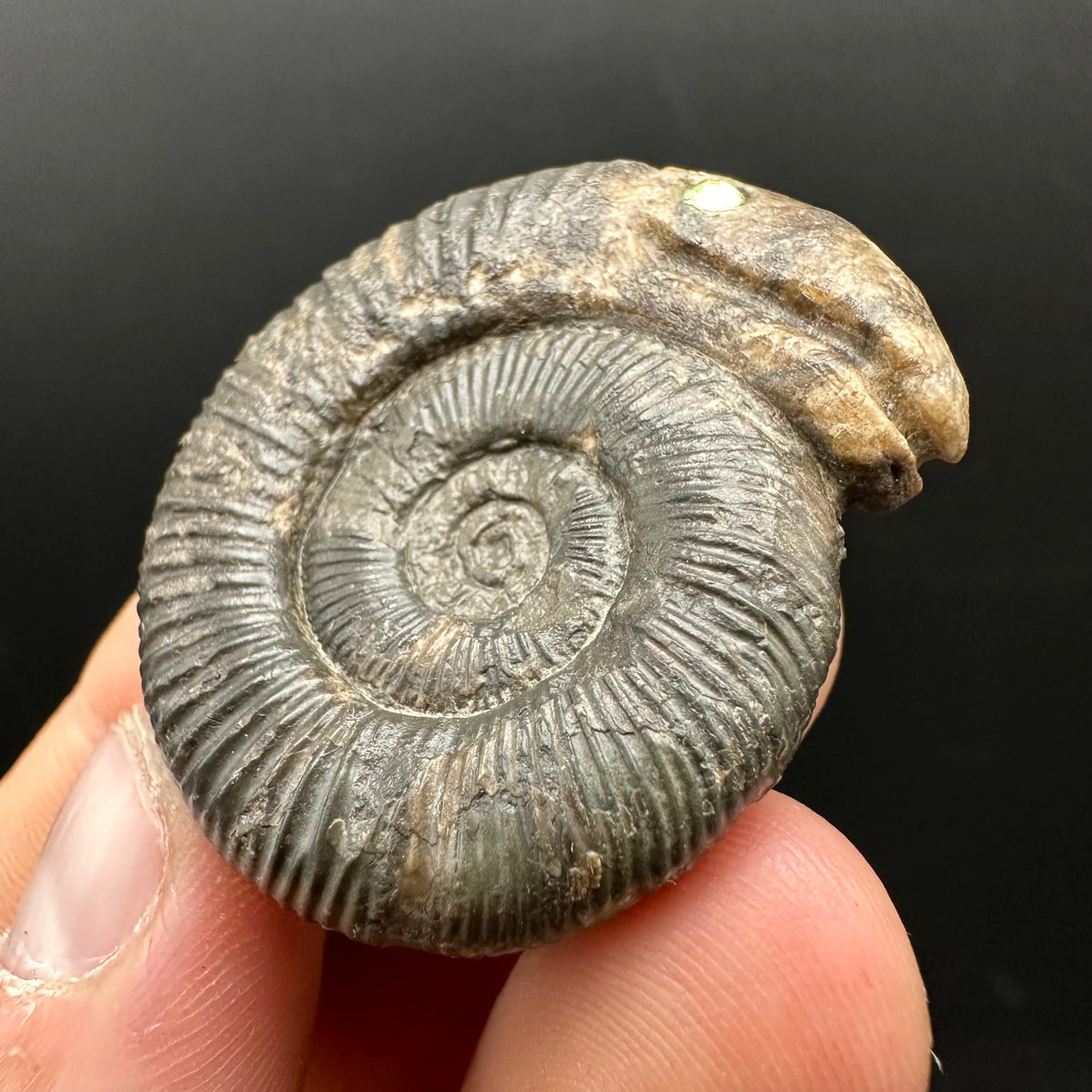 Snakestone Ammonite Fossil With Bag/Box And Stand - Whitby, North Yorkshire Jurassic Coast Yorkshire Fossils
