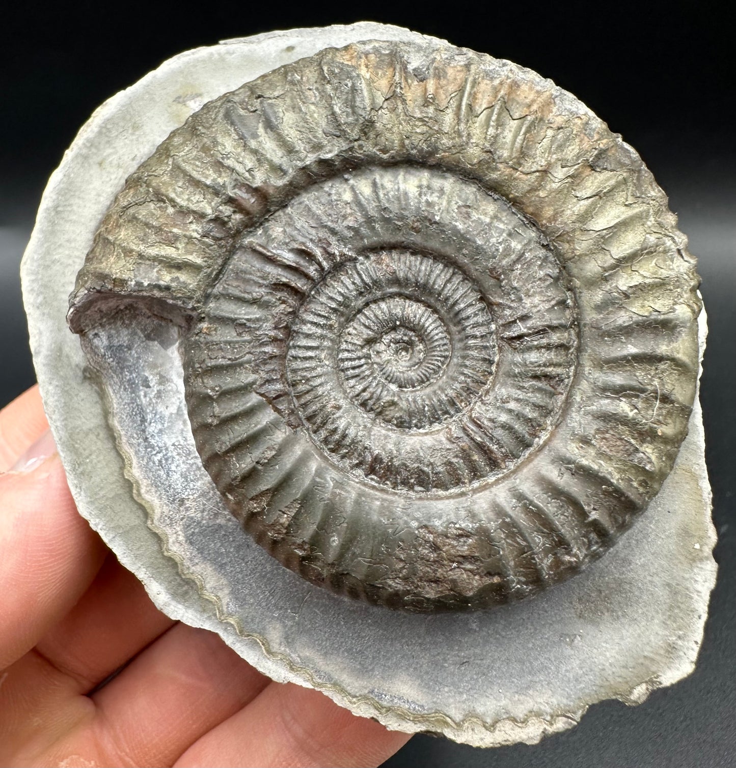 Dactylioceras Ammonite Fossil With Box And Stand - Whitby, North Yorkshire Jurassic Coast Yorkshire Fossils