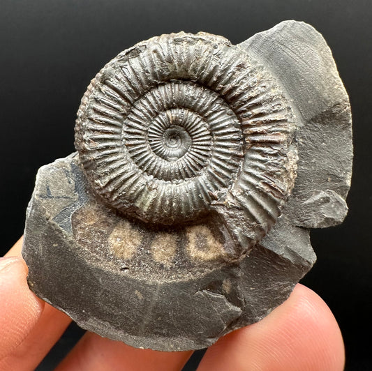 Dactylioceras Ammonite Fossil Gift Set - Whitby, North Yorkshire Jurassic Coast Yorkshire Fossils