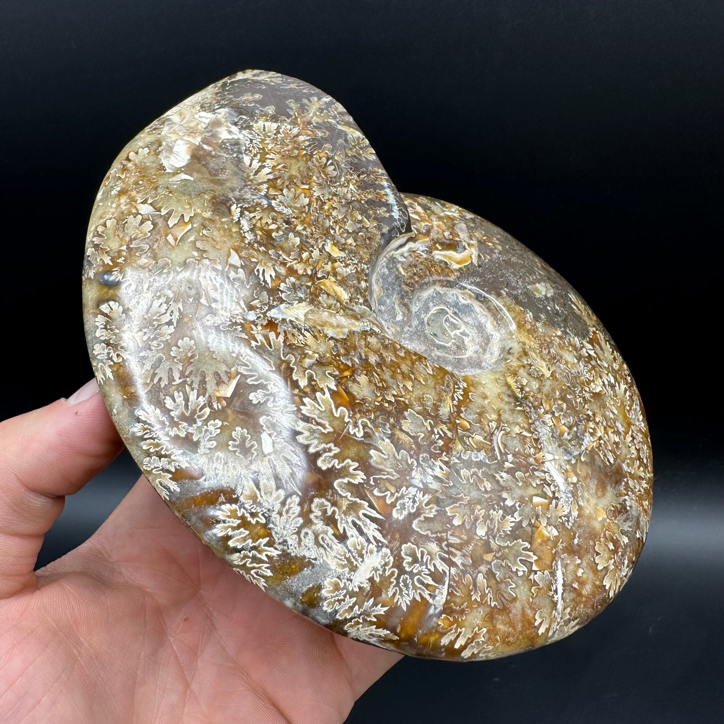 Cleoniceras Ammonite Fossil With Stand - Cretaceous Ammonite Madagascar