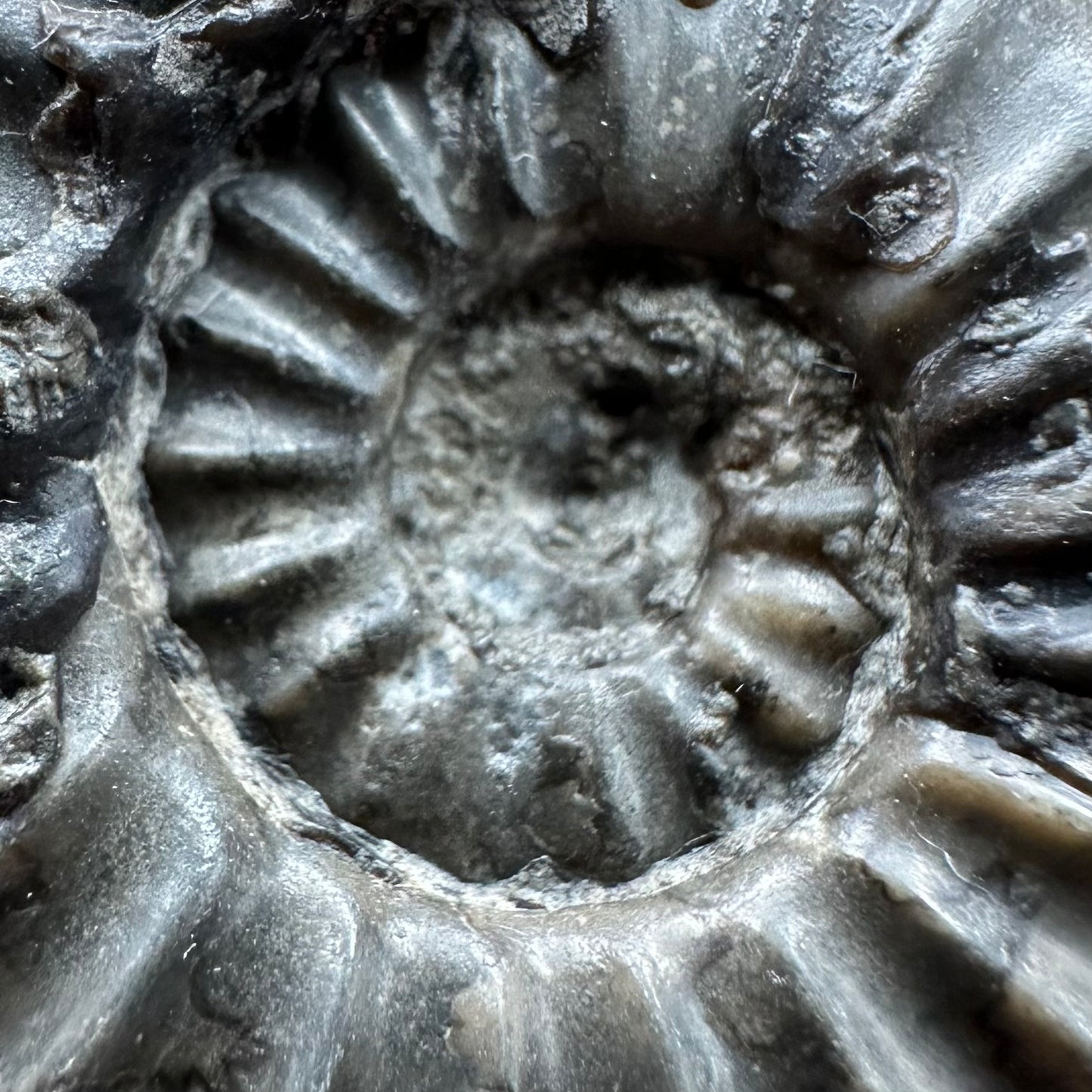 Asteroceras Ammonite fossil with box and stand - Whitby, North Yorkshire Jurassic Coast Yorkshire Fossils