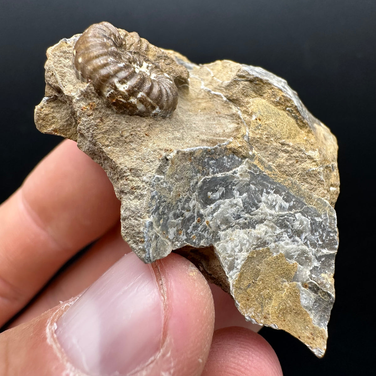 Androgynoceras capricornus Ammonite Fossil With Stand - Whitby, North Yorkshire Jurassic Coast Yorkshire Fossils