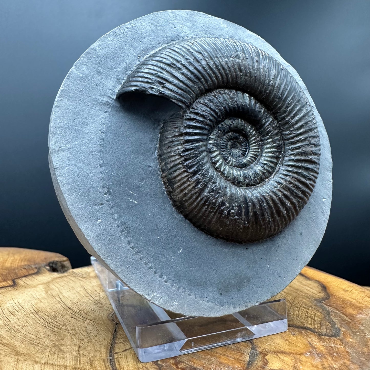 Dactylioceras semicelatum Ammonite fossil with stand - Whitby, North Yorkshire Jurassic Coast Yorkshire Fossils