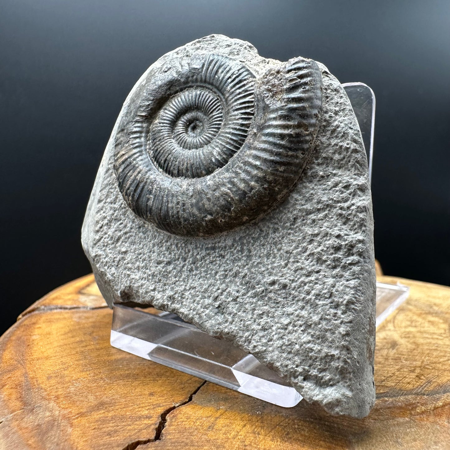 Dactylioceras Ammonite Fossil With box and Stand - Whitby, North Yorkshire Jurassic Coast Yorkshire Fossils
