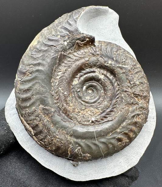 Hildoceras Bifrons Ammonite fossil with box and stand - Whitby, North Yorkshire Jurassic Coast, Yorkshire Fossils from the Jurassic Coast