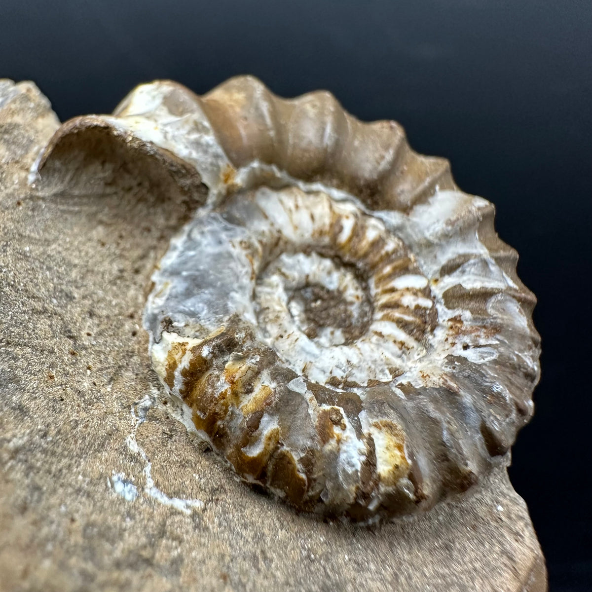 Androgynoceras capricornus Ammonite Fossil With Stand - Whitby, North Yorkshire Jurassic Coast Yorkshire Fossils