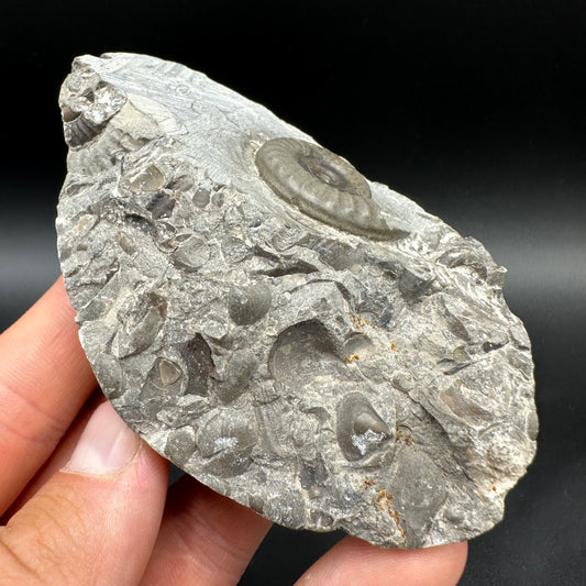 Arnioceras ammonite shell fossil with box and stand - Whitby, North Yorkshire Jurassic Coast Yorkshire Fossils