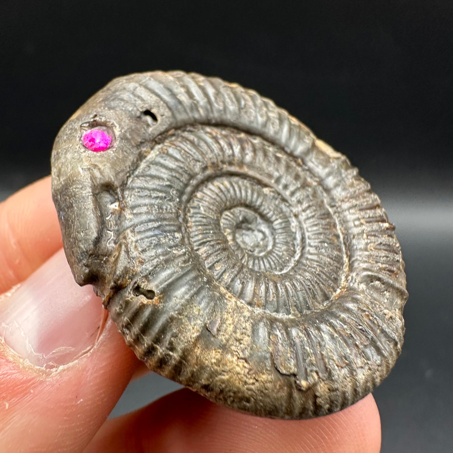 Snakestone Ammonite Fossil With Bag/Box And Stand - Whitby, North Yorkshire Jurassic Coast Yorkshire Fossils