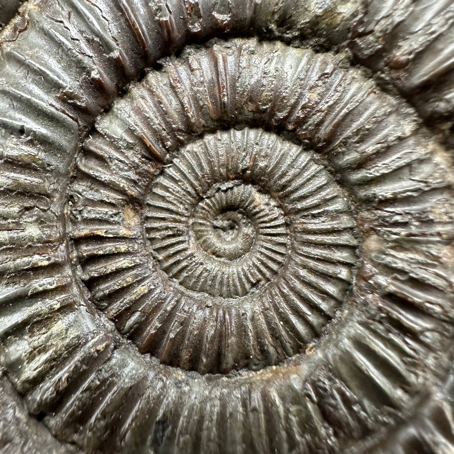 Dactylioceras Ammonite Fossil With Box And Stand - Whitby, North Yorkshire Jurassic Coast Yorkshire Fossils