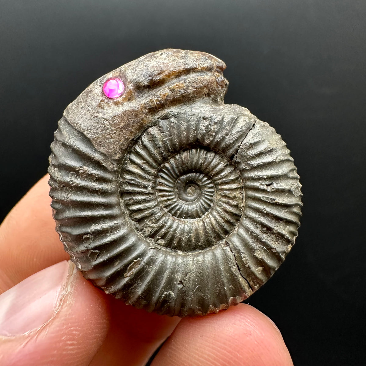 Snakestone Ammonite Fossil With Bag/Box And Stand - Whitby, North Yorkshire Jurassic Coast Yorkshire Fossils