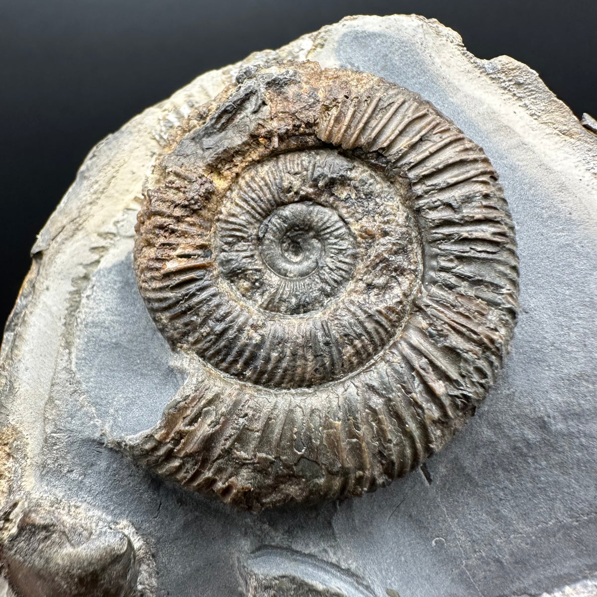 Dactylioceras Ammonite Fossil With Stand - Whitby, North Yorkshire Jurassic Coast Yorkshire Fossils