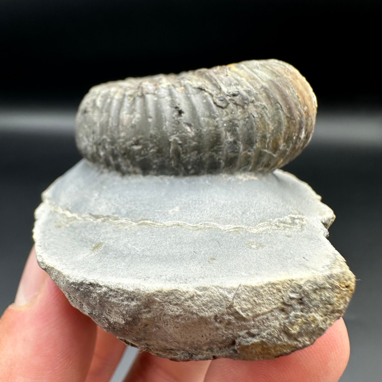 Catacoeloceras Sp. ammonite fossil with box and stand- Whitby, North Yorkshire Jurassic Coast Yorkshire Fossils