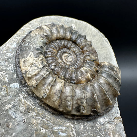 Arnioceras ammonite shell fossil with box and stand - Whitby, North Yorkshire Jurassic Coast Yorkshire Fossils