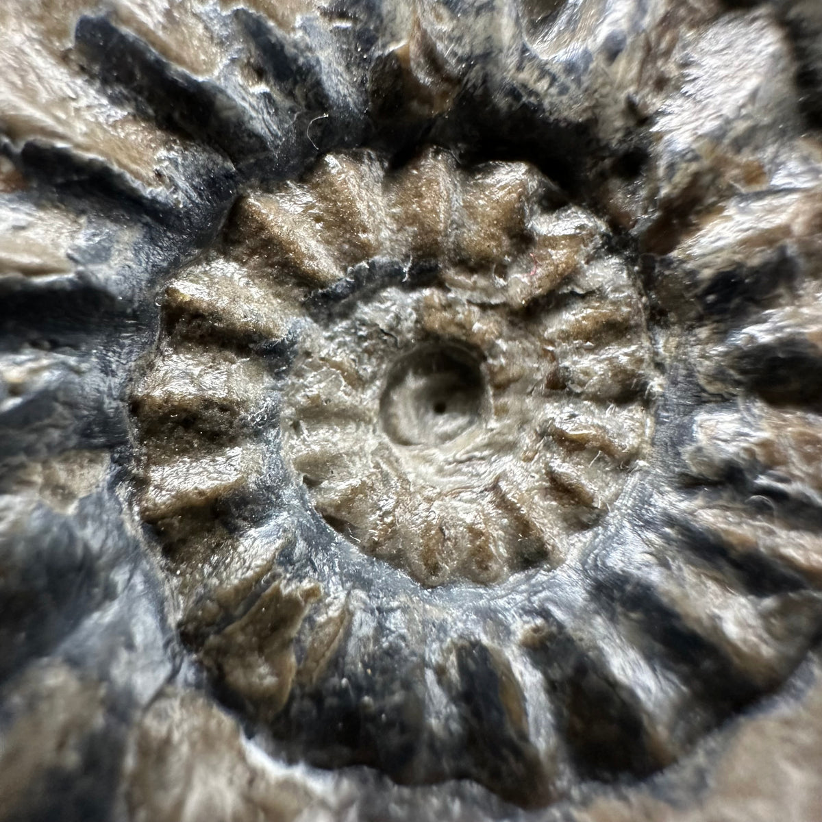Androgynoceras maculatum ammonite fossil with box and stand - Whitby, North Yorkshire Jurassic Coast Yorkshire Fossils