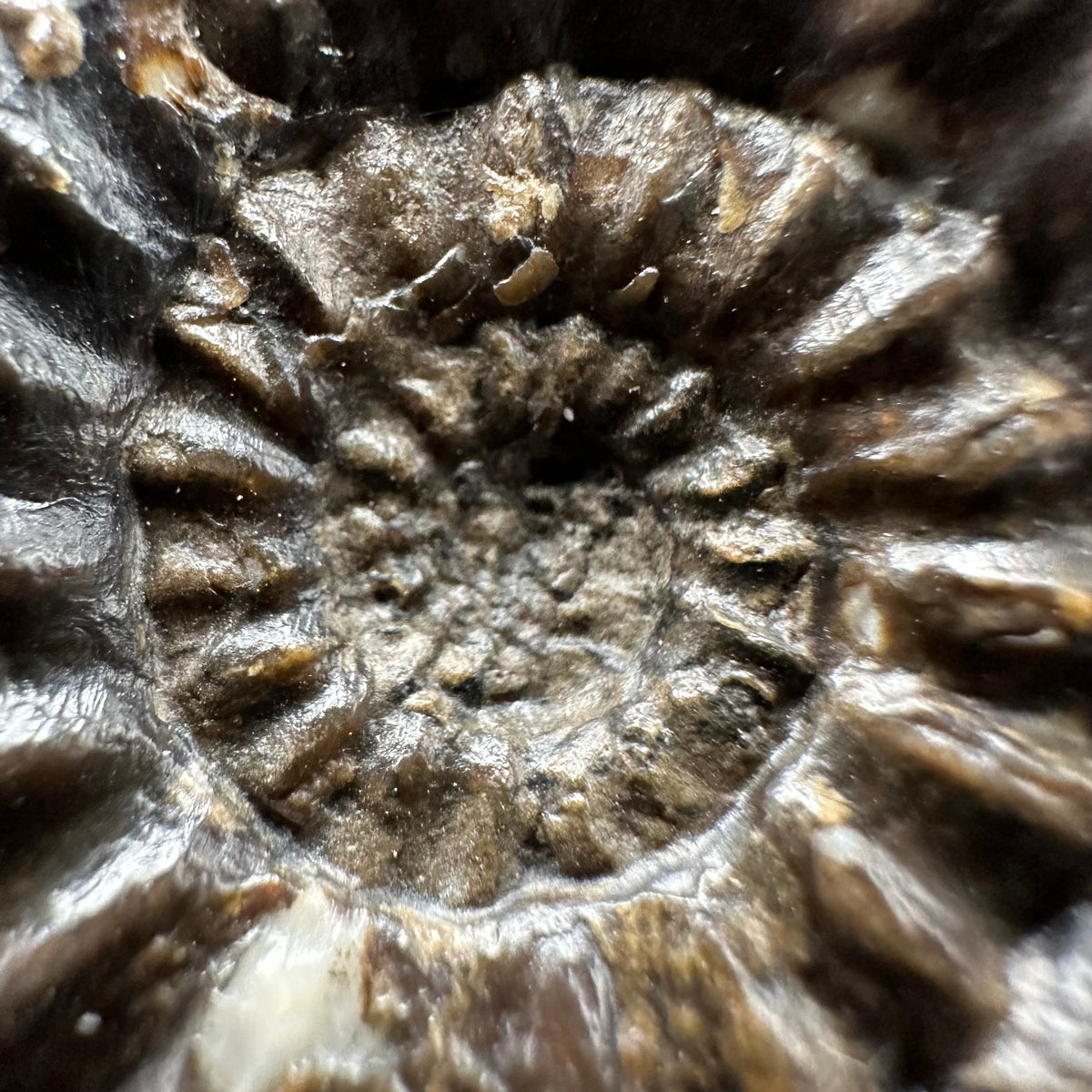 Androgynoceras maculatum ammonite fossil with box and stand - Whitby, North Yorkshire Jurassic Coast Yorkshire Fossils