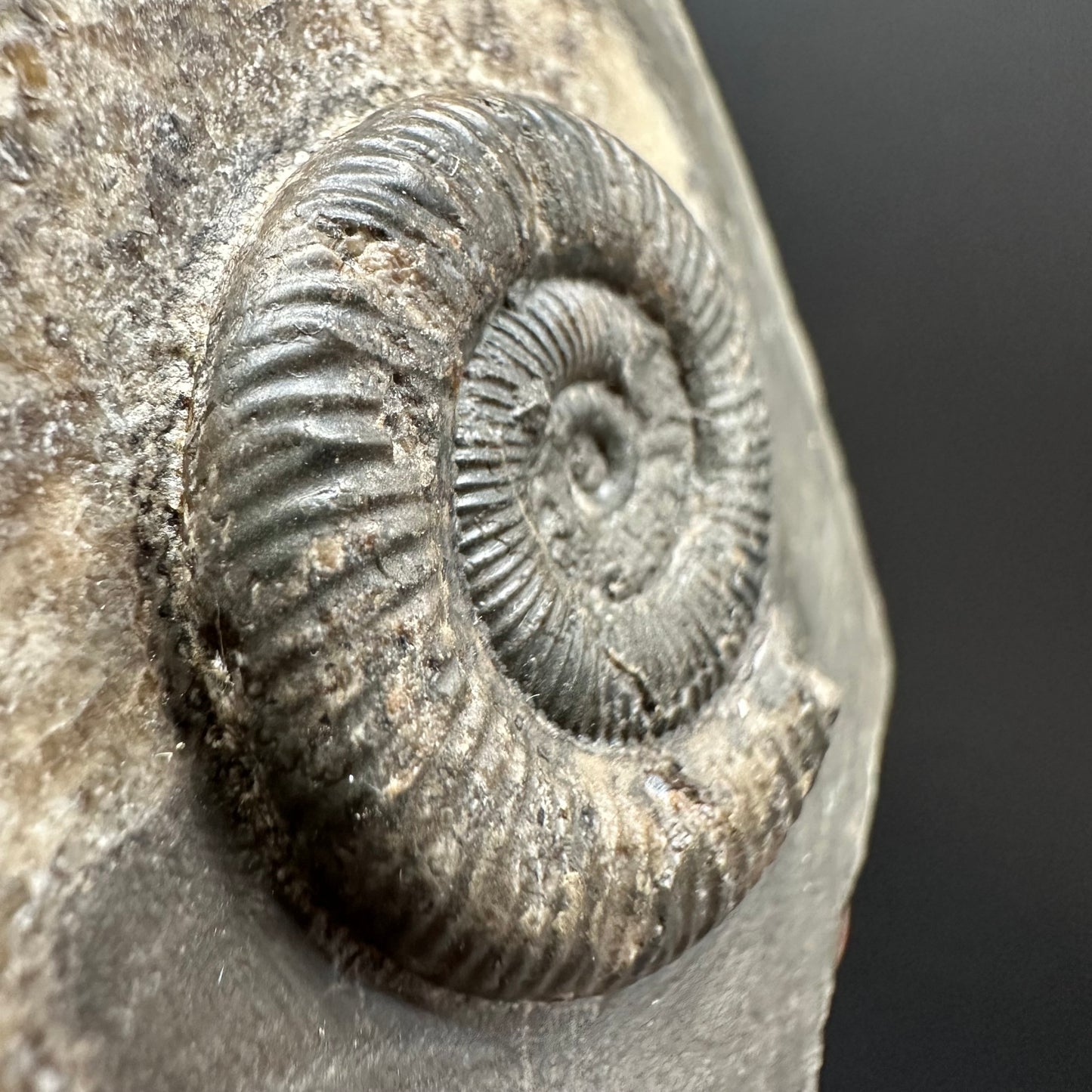 Dactylioceras Ammonite Fossil Gift Set - Whitby, North Yorkshire Jurassic Coast Yorkshire Fossils