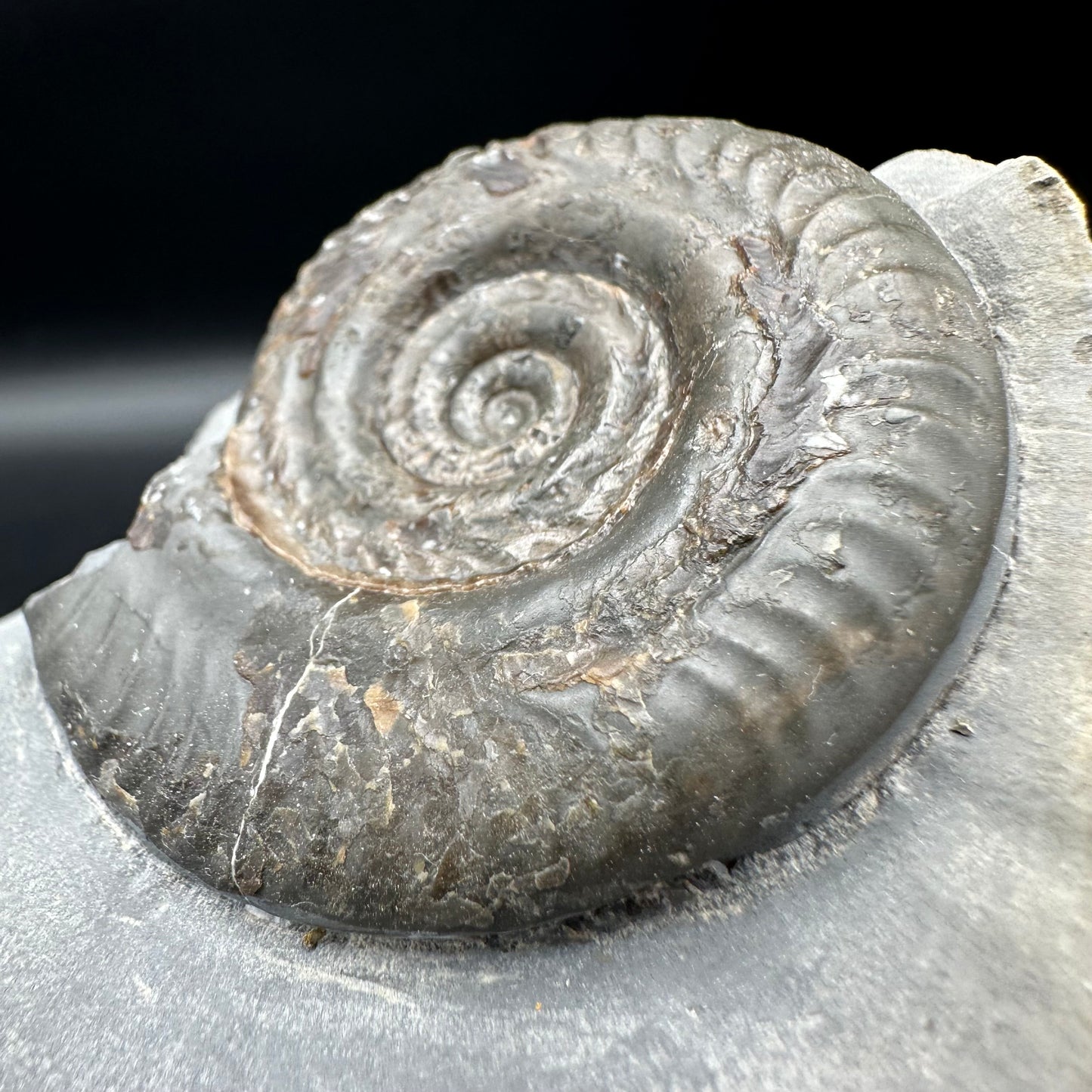 Hildoceras Bifrons ammonite fossil with box and stand - Whitby, North Yorkshire Jurassic Coast Yorkshire Fossils