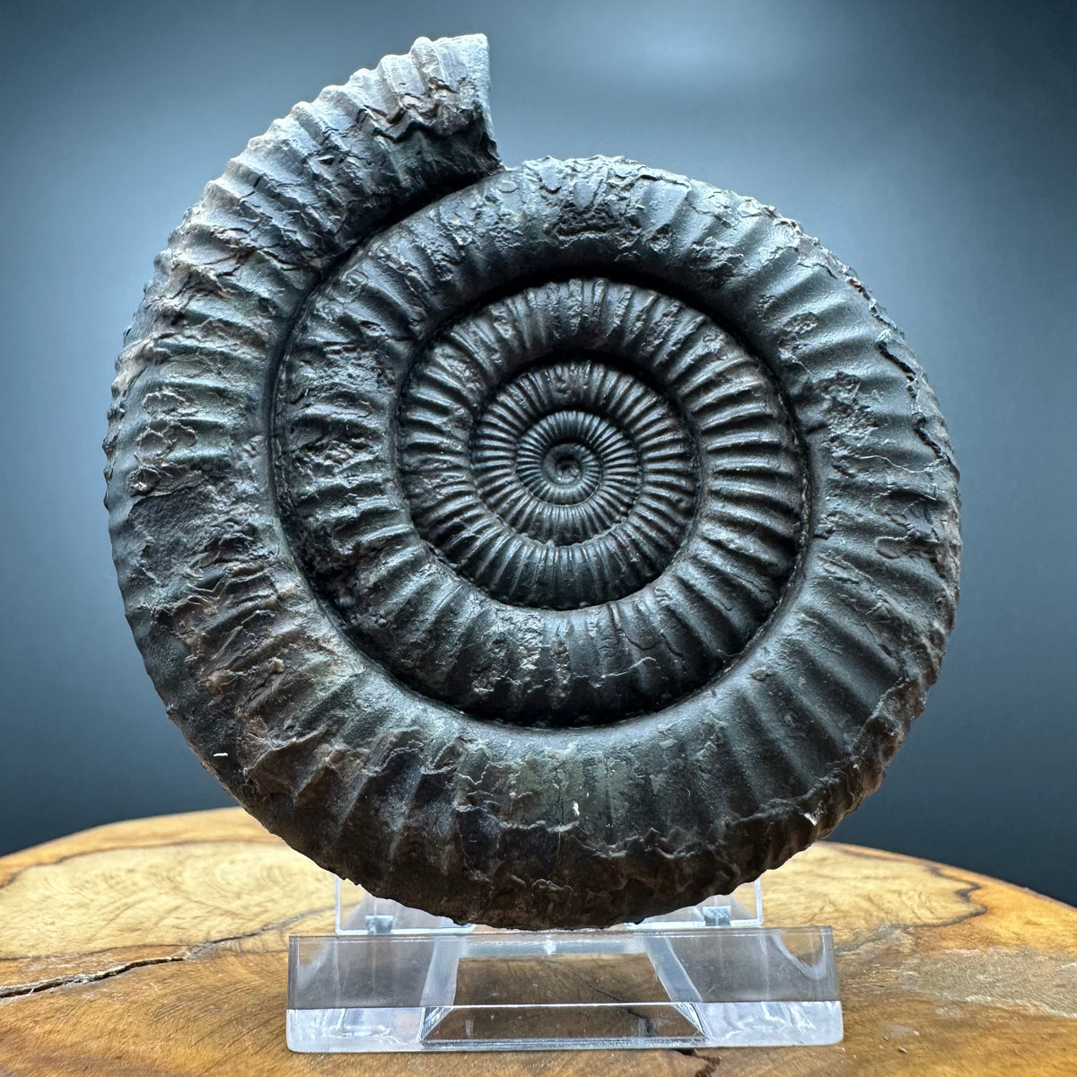 Dactylioceras Ammonite Fossil With box and Stand - Whitby, North Yorkshire Jurassic Coast Yorkshire Fossils