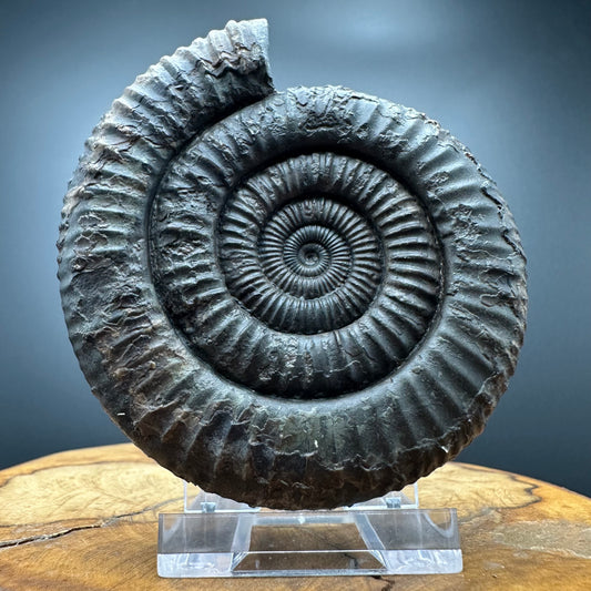Dactylioceras Ammonite Fossil With box and Stand - Whitby, North Yorkshire Jurassic Coast Yorkshire Fossils