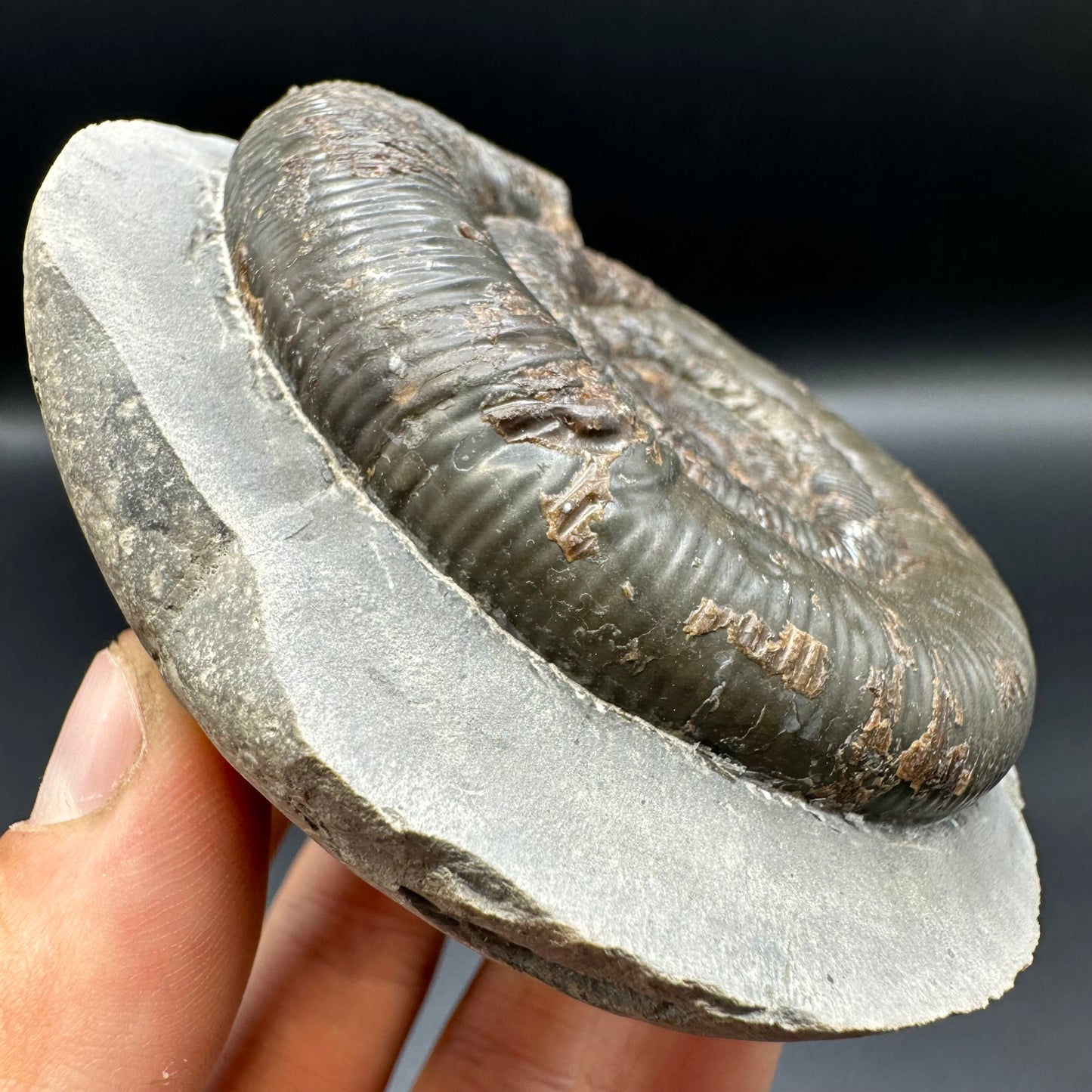 Dactylioceras tenuicostatum ammonite fossil with box and stand - Whitby, North Yorkshire Jurassic Coast