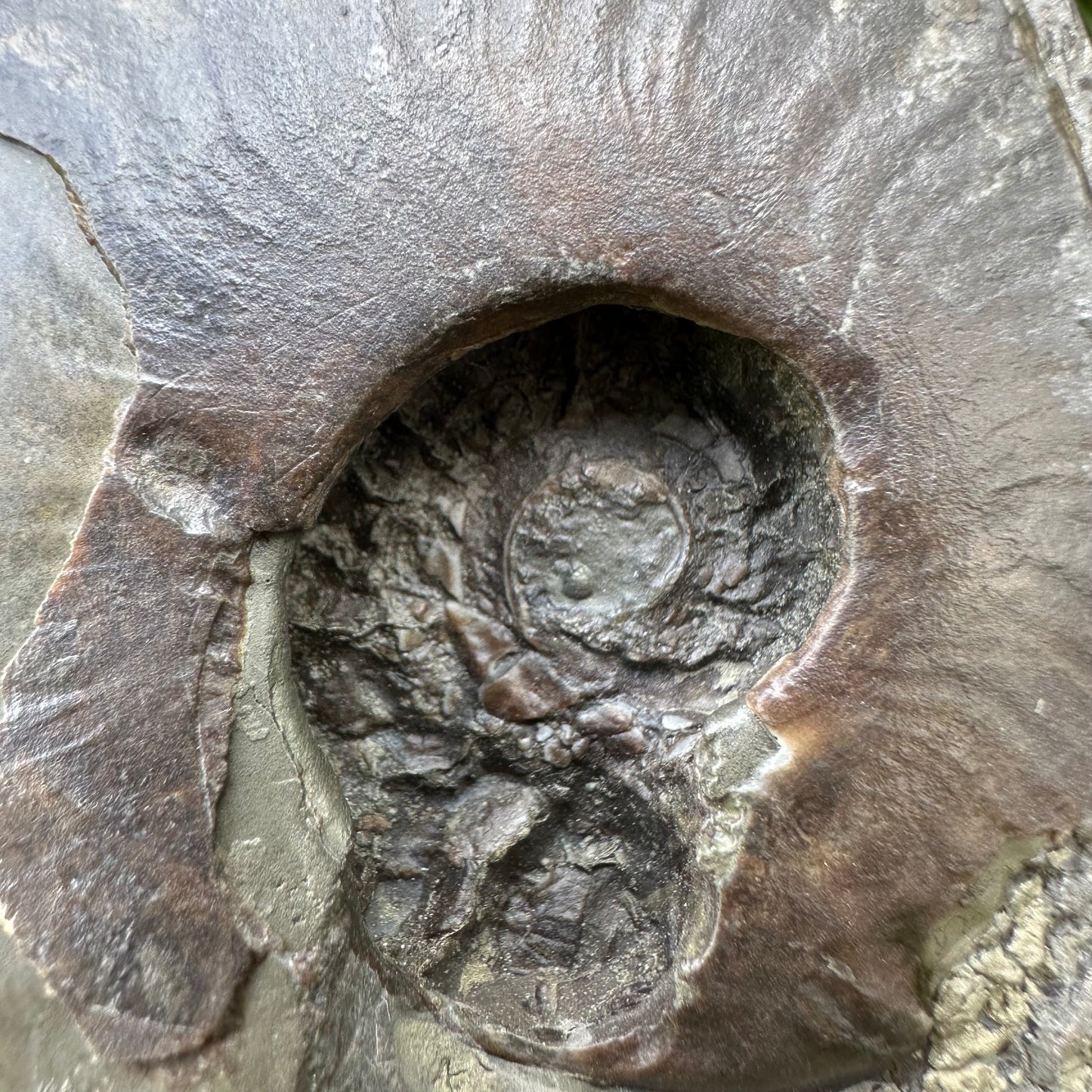 Golden Egg (GENUINE) Ammonite Fossil With Stand - Whitby, North Yorkshire Jurassic Coast Yorkshire Fossils