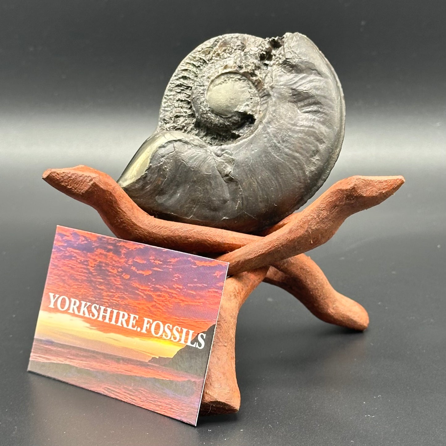 Golden Egg (GENUINE) Ammonite Fossil With Stand - Whitby, North Yorkshire Jurassic Coast Yorkshire Fossils