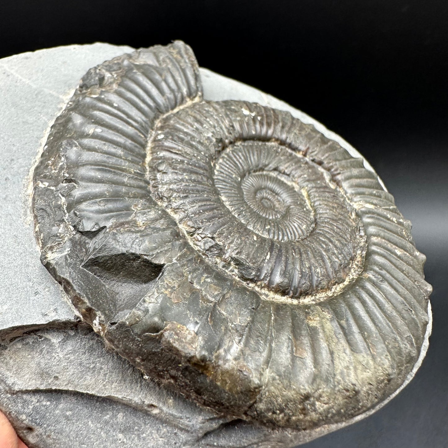 Peronoceras fibulatum Ammonite fossil with box and stand - Whitby, North Yorkshire Jurassic Coast Yorkshire Fossils