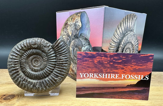 Dactylioceras Ammonite Fossil With box and Stand - Whitby, North Yorkshire Jurassic Coast Yorkshire Fossils