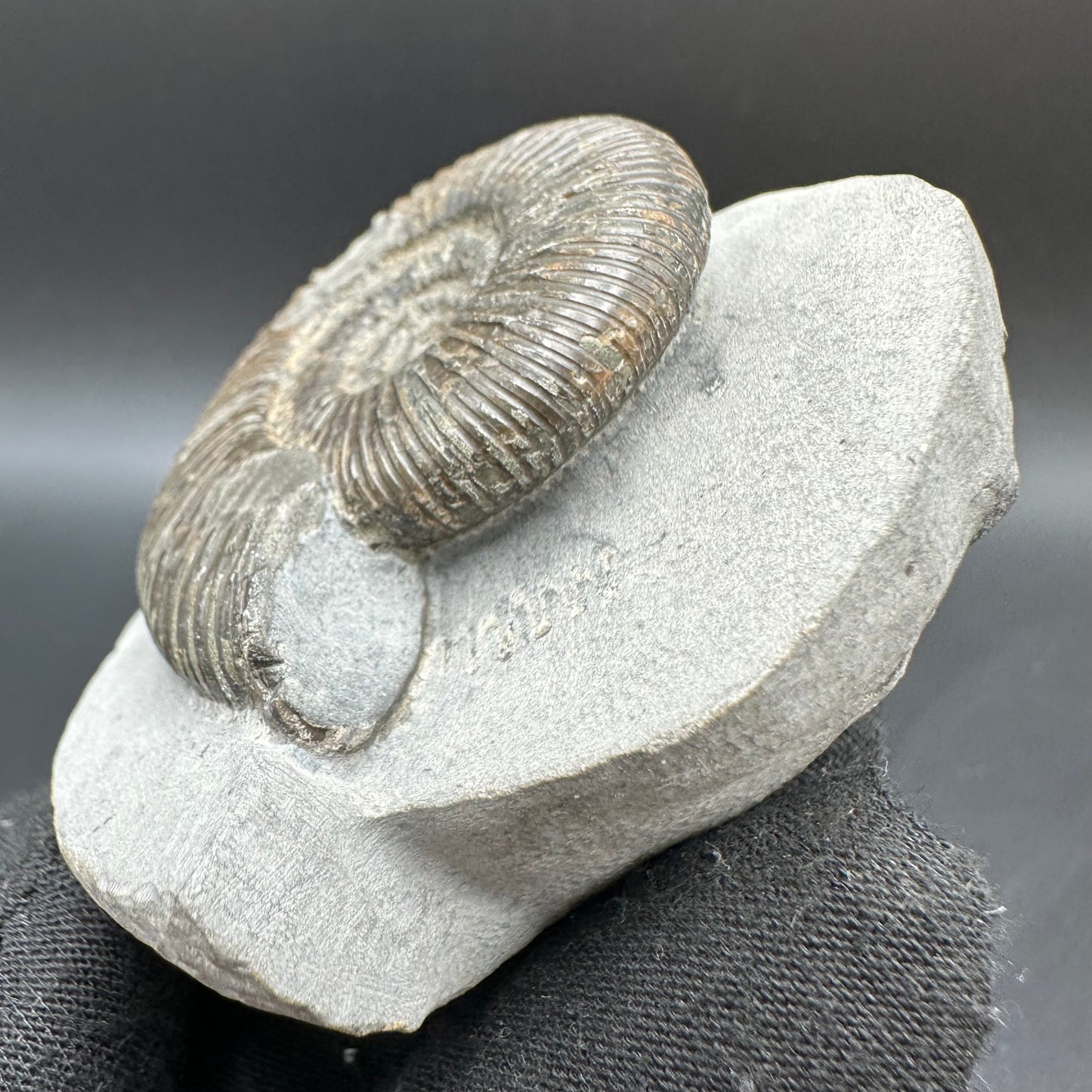 Dactylioceras semicelatum Ammonite fossil with box and stand - Whitby, North Yorkshire Jurassic Coast Yorkshire Fossils