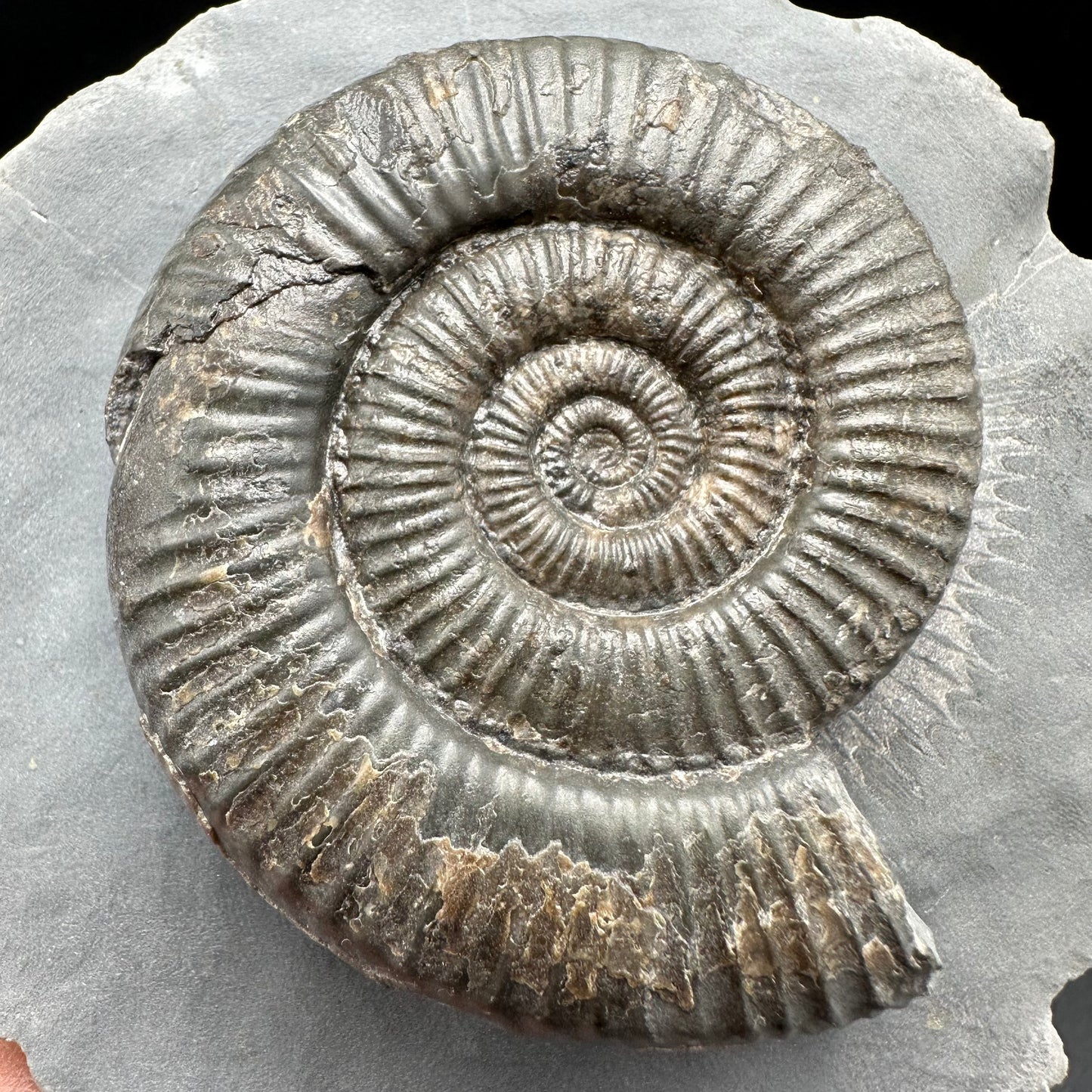 Zugodactylites Ammonite fossil with box and stand - Whitby, North Yorkshire Jurassic Coast, Yorkshire fossils